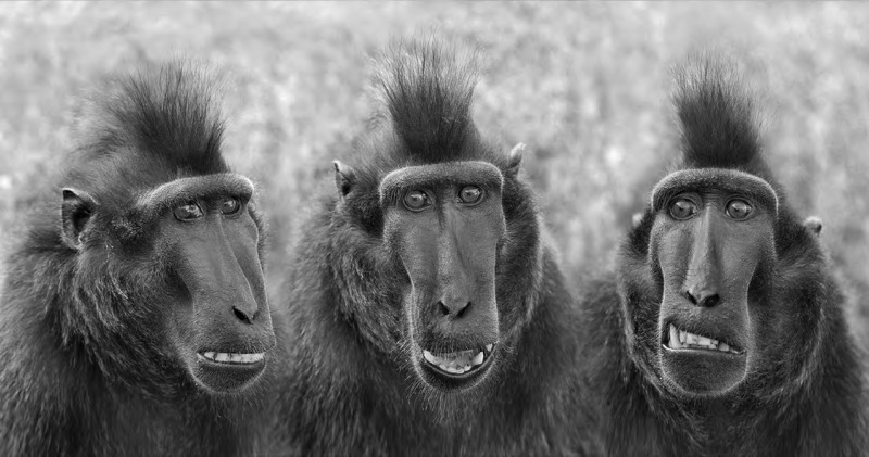 PSSA Gold - Best Panel Open Monochrome PDI - Nee Ja Wat in ZwW - Daniel Lybaert - Netherlands