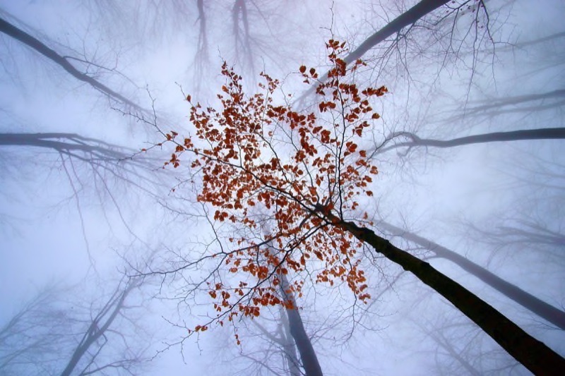 PSSA Silver - Nature Best Creative - Up-1000 - Aleksander Cufar - Slovenia