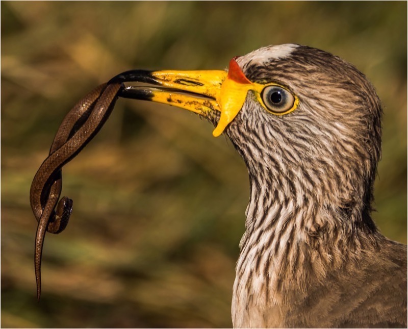PSSA Silver- Nature Birds only-Smaaklike middagete-AJ de Klerk-AFO Photography Club