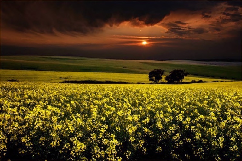 PSSA Silver-Scapes Colour-Sunset in the Canolas-Christo La Grange-Tygerberg Photographic Society