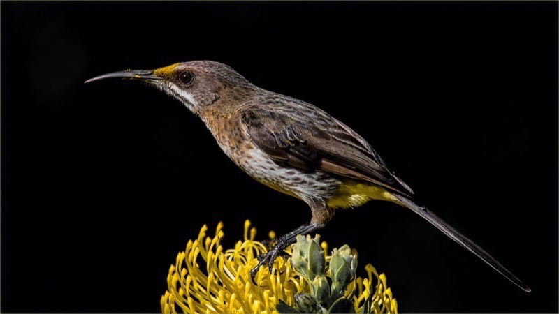 Swartland Silver-Nature Birds only-Female Sugarbird-Desmond Labuschagne-Tygerberg Photographic Society