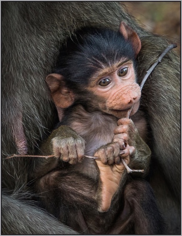 Swartland Silver-Nature-Teething Toy-Annemarie Du Plessis-Pietersburg Fotografie Klub
