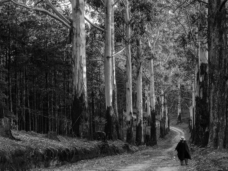 Swartland Silver-Print Monochrome Open-Bluegums-Aubrey Siebert-Southern Suburbs Camera Club
