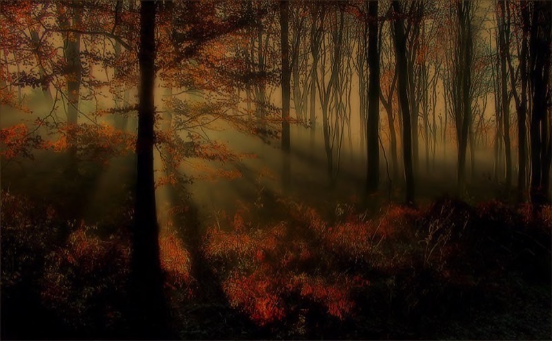 Swartland Silver-Scapes Colour-mystic forest-Jacqueline Johnston-Knysna Photographic Society