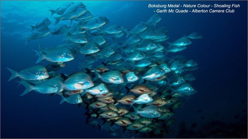 A002-1066098-Shoaling Fish