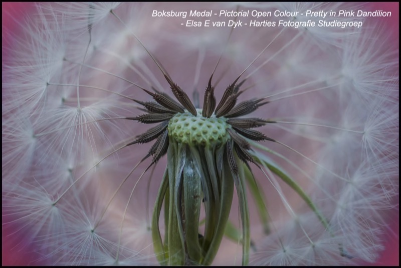 D001-1069565-Pretty in pink Dandilion