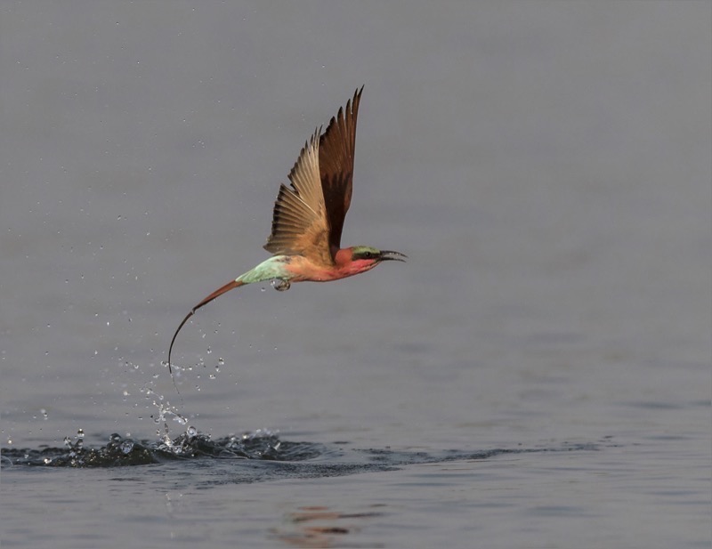 CCC Silver Medal -  Nature Colour - Carmine Bee Eater Dipping - Malie van der Vyver - National Photographic Club