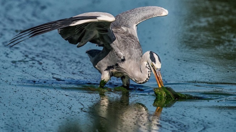 PSSA Silver Medal -  Nature Colour - Heron spear in slimy water - Gerhard Geldenhuys - Nelspruit Photographic Society