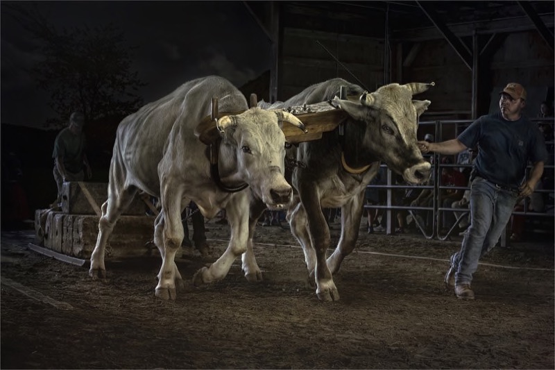 KFK Silver-Open Colour-Pure Bull Power-Dries Fourie-Independant