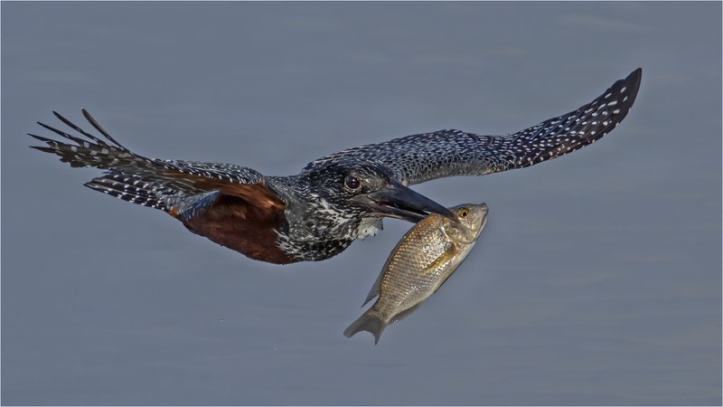 PSSA Silver-Nature Colour- One that did not Get Away-Malcom Sutton-Hibiscus Coast Photographic Society