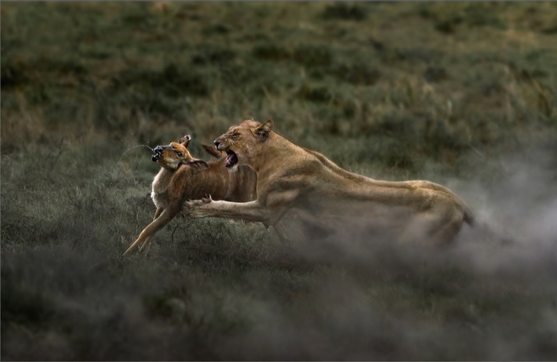 FIAP Gold Medal & PSSA Gold Medal - Nature - Colour - Fear - Dries Fourie - South Africa