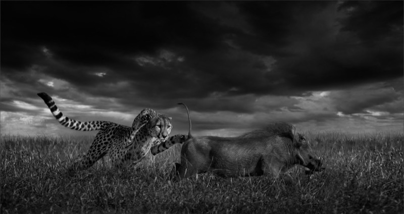 FIAP Gold Medal & PSSA Gold Medal - Nature - Monochrome - Cheetah Lunge - Dereck  du Preez - South Africa
