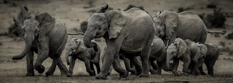 PSA Gold Medal - Nature - Monochrome - Race to the water - Pieter Mare - South Africa