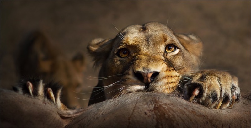 PSSA Gold Medal - Nature - Colour - Claws  - Dries Fourie - South Africa