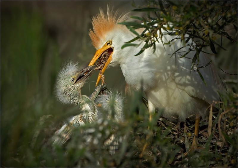 PSSA Gold Medal - Nature - Colour - Feed time - Dries Fourie - South Africa