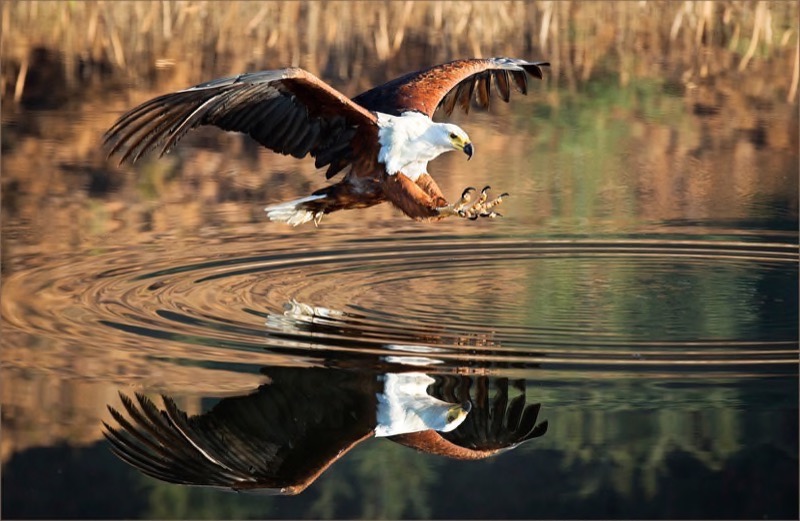 PSSA Gold Medal - Nature - Colour - Golden pond - Dries Fourie - South Africa