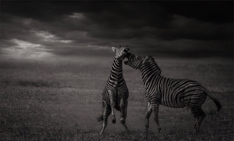 PSSA Gold Medal - Nature - Monochrome - Duel before the Storm - Dereck  du Preez - South Africa