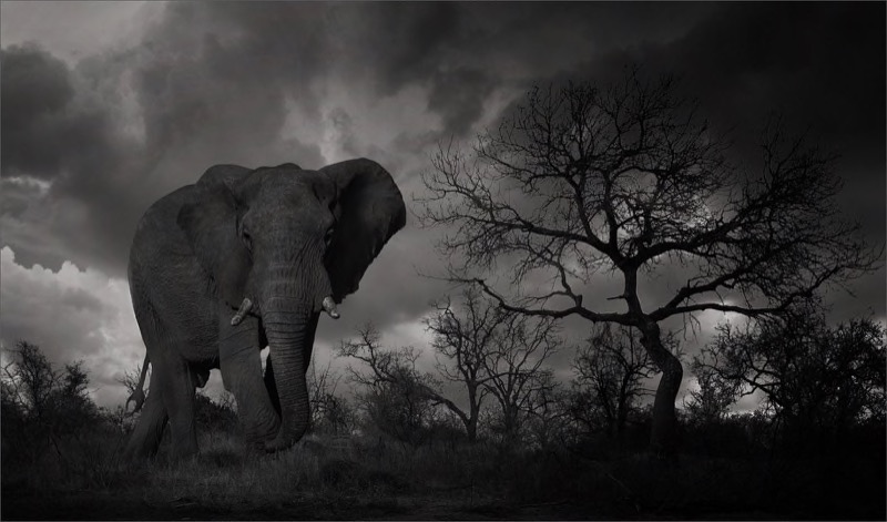 PSSA Gold Medal - Nature - Monochrome - Nsofu - Dereck  du Preez - South Africa