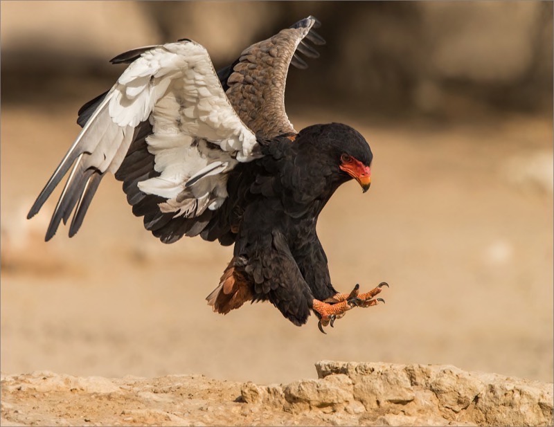 PSSA Gold Medal - Open - Colour Prints - Bateleur coming to drink - Gonnie Myburgh - South Africa