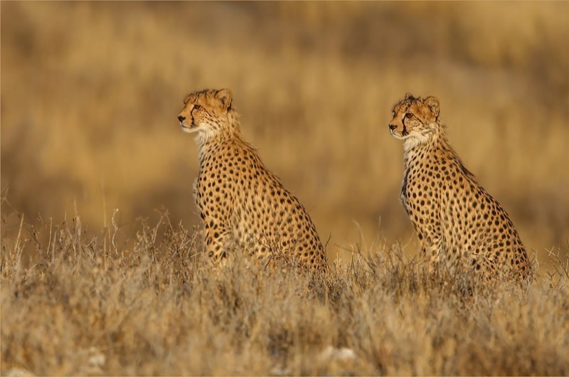 PSSA Gold Medal - Open - Colour Prints - Cheetah Brothers - Gonnie Myburgh - South Africa