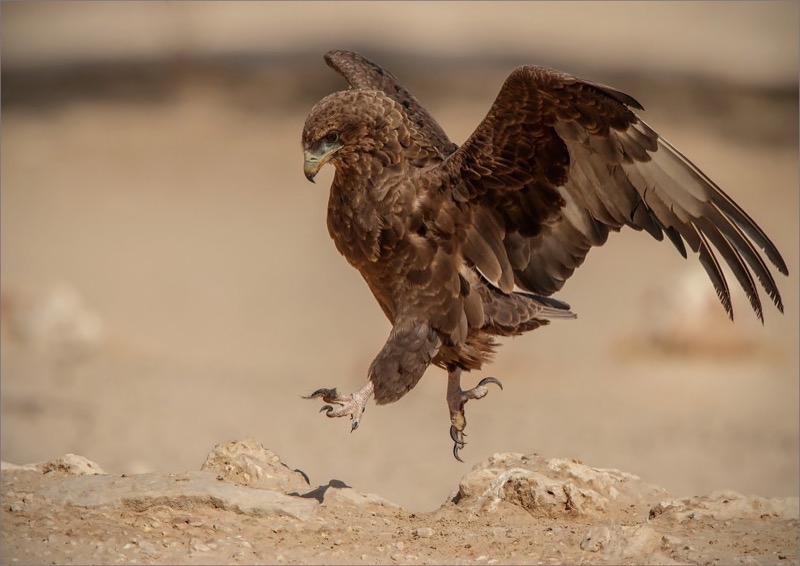 PSSA Gold Medal - Open - Colour Prints - Landing Gear out - PRINT - Gonnie Myburgh - South Africa