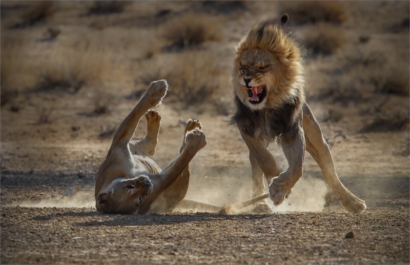 PSSA Gold Medal - Open - Colour Prints - Passionate Love - Gonnie Myburgh - South Africa