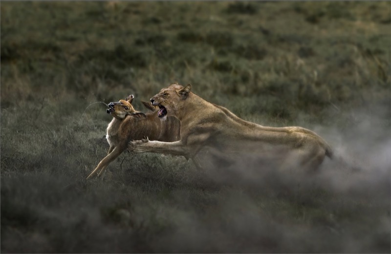 PSSA Silver Medal -  Nature - Colour or Mono - Fear - Dries Fourie - Vereeniging Photographic Society