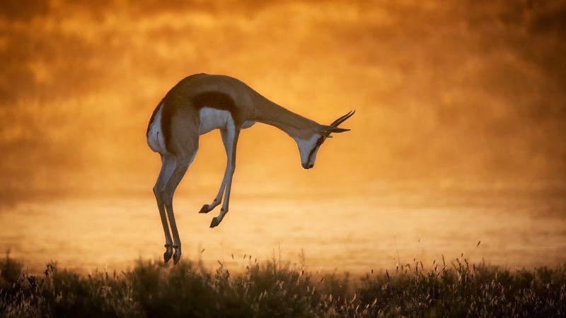 Randburg Photo Club Silver Medal -  Nature - Colour or Mono - Golden Jump - Bennie Vivier - Tygerberg Photographic Society