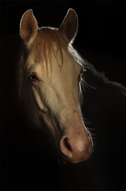 Edenvale Photo Club Medal - Animal Portrait - Angel - Phillip De Lange - Worcester Photo Club