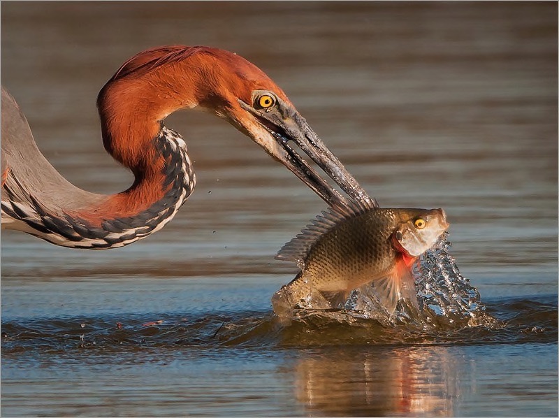 PSSA Silver Medal - Animal Portrait - No Mercy - Dino Bottega - Edenvale Photographic Club