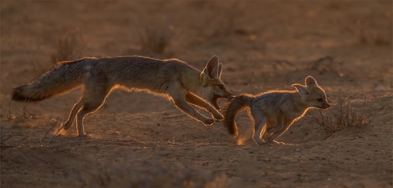 PSSA Silver Medal - Nature Incl Birds -Catch me if you can - Gonnie Myburgh - National Photographic Club