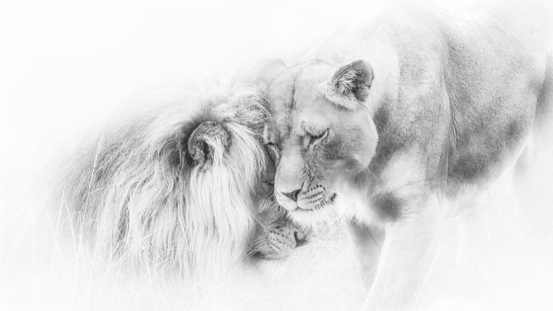 PSSA Silver Medal - Open Mono - Lions in Love - Caroline Page - Knysna Photographic Society