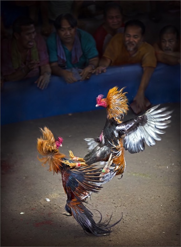 PSSA Silver Medal-PJ & Sport-Cock duel with audience-Dries Fourie-Vereeniging