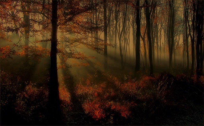 PSSA Silver Medal - Landscapes - mystic forest - Jacqueline Johnston - Knysna Photographic Society