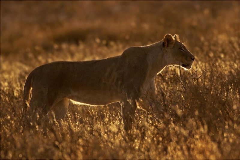 PSSA Silver Medal - Wildlife - backlight female - Geo Jooste - Bloemfontein Kameraklub