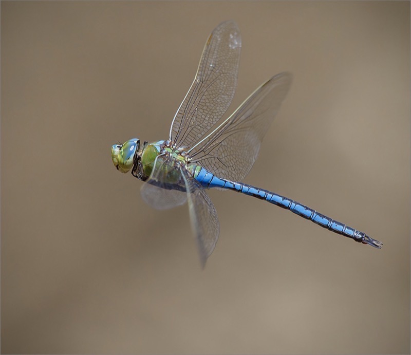 Club Medal-Macro Colour-Hiert jou naaldekoker-Gonnie Myburgh-National Photographic Club