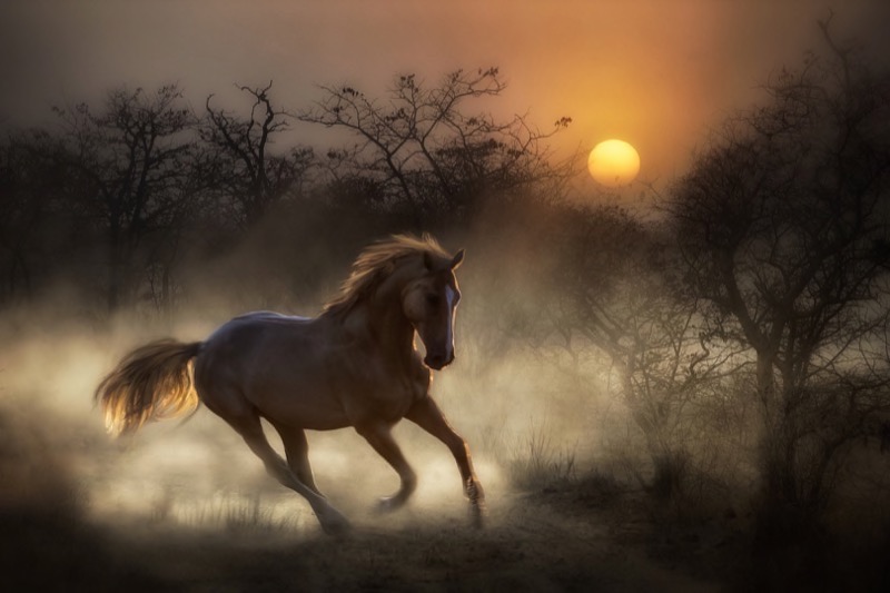 Club Medal-Open Colour-I tried in my way to be free-Charlaine Gerber-Photo Challenge Camera Club