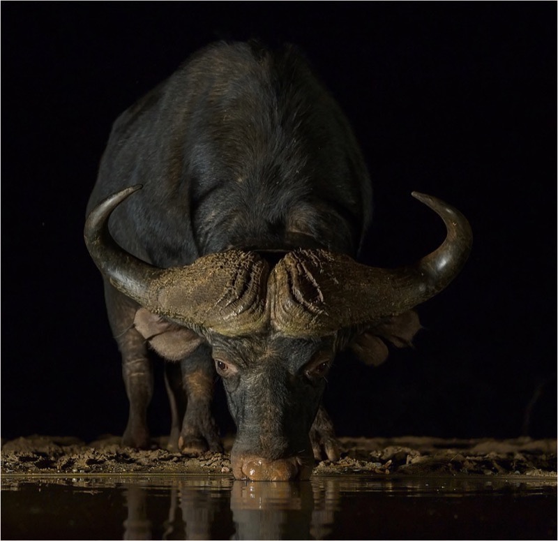 Club Medal-Wildlife Excluding Birds Colour-Buffel2-Eric Bosman-Kriel Foto Club