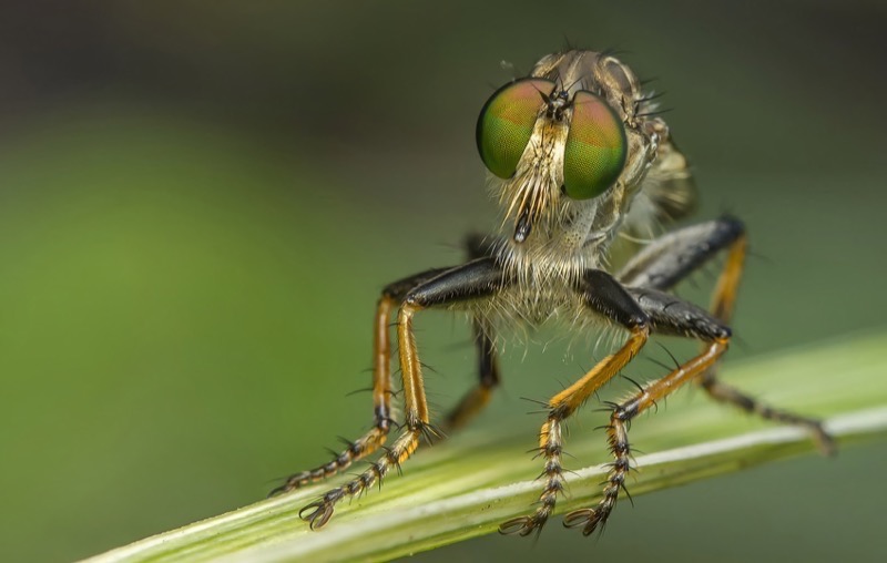PSSA Silver Medal-Macro Colour-Robberfly-Andrea Sander-Highway Camera Club