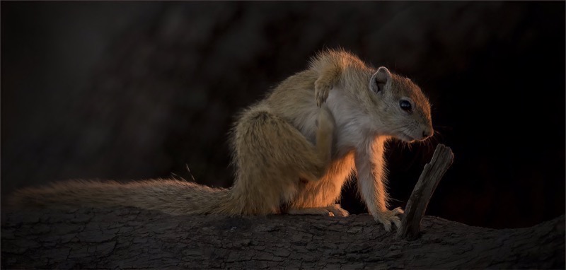 PSSA Silver Medal-Wildlife Excluding Birds Colour- the great itch-Gerrie Labuschagne-Southern Suburbs Camera Club
