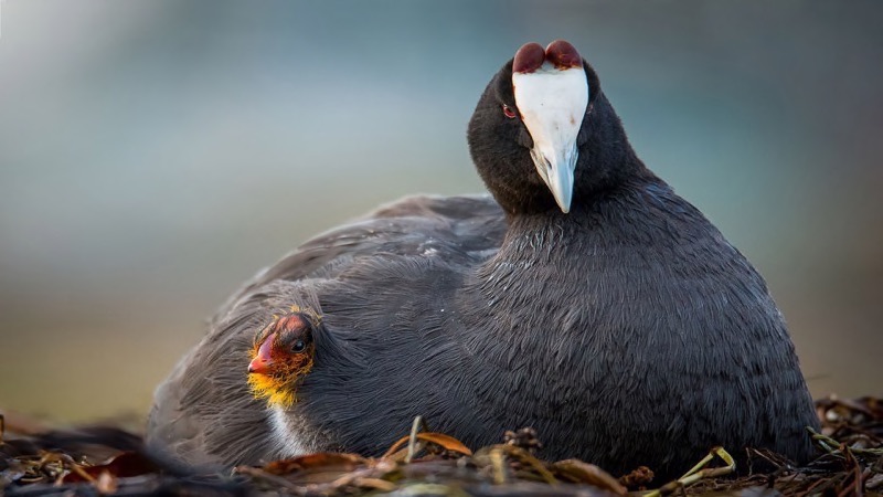 PSSA Silver Medal-Wildlife Wild Birds Only Colour-Eye Spy-Bertus de Jongh-Pretoria Photographic Society