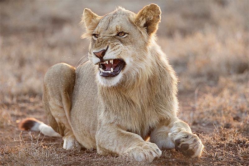PSSA Bronze - Jeanette du Toit - No Closer Please - Cape Town Photographic Society