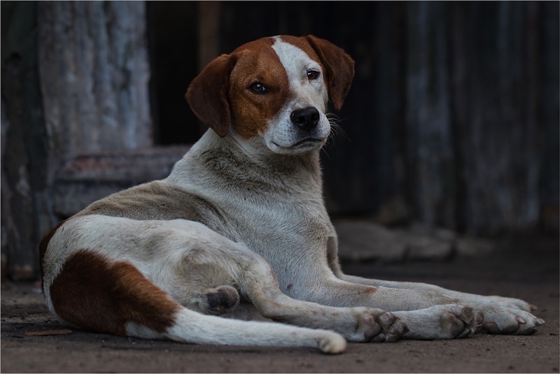PSSA Bronze-Dogs and Cats-Neglected-Chanel Enslin-Vanderbijlpark Fotografiese Vereniging