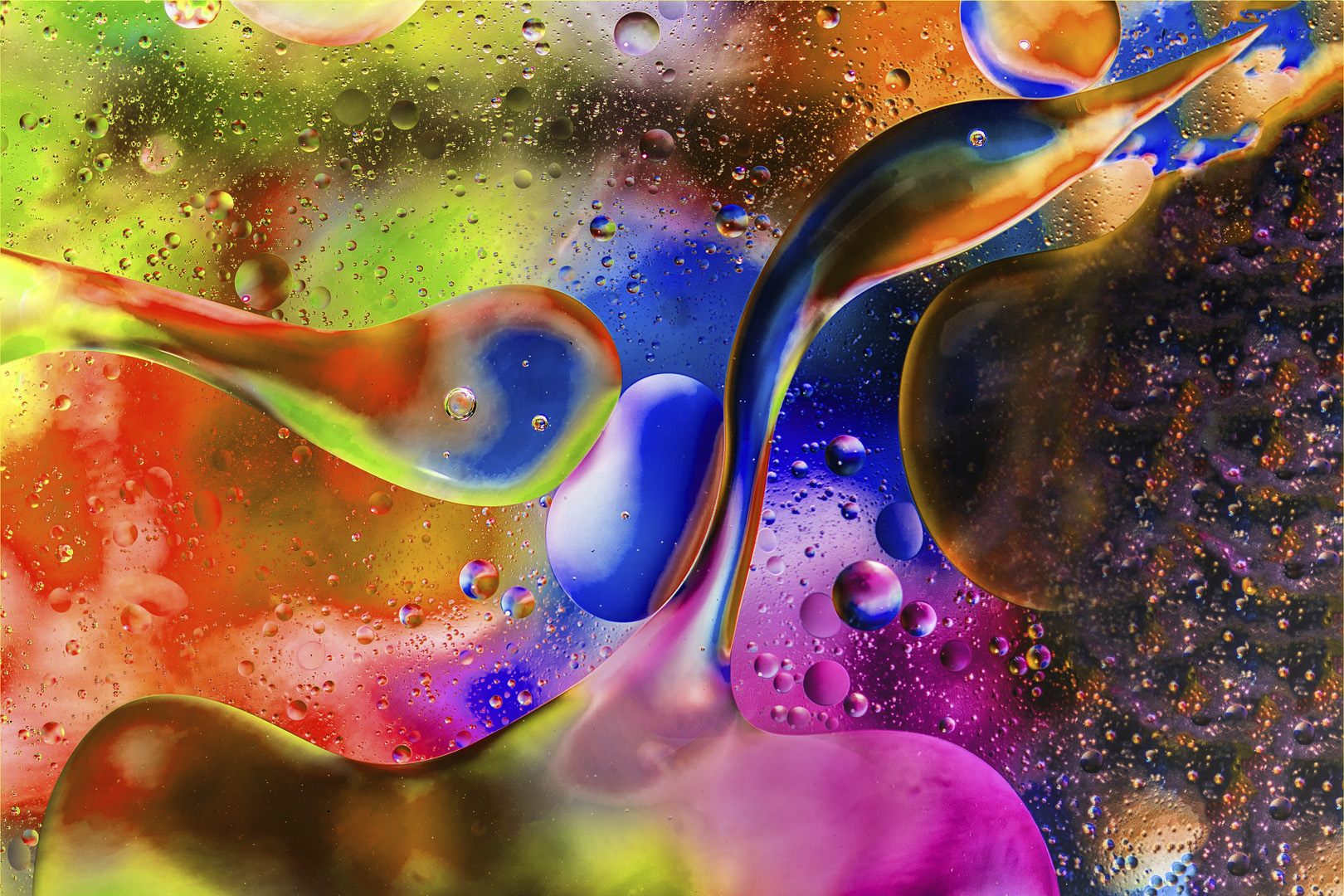 Christo la Grange Bird in Oil