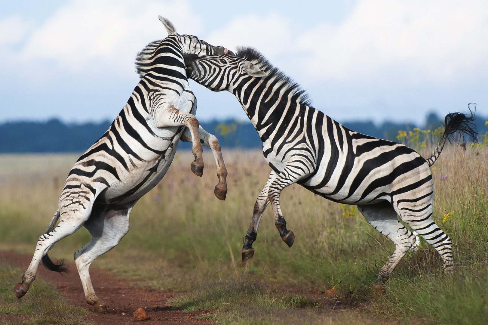 Francois Venter Fighting Zebra