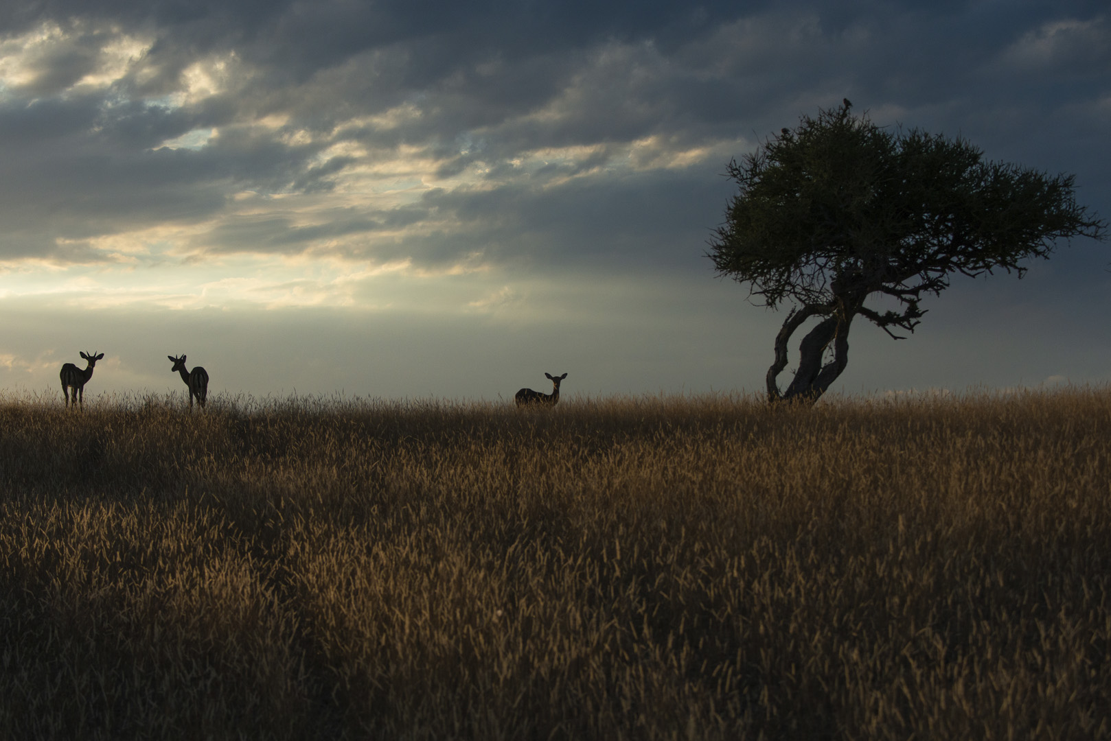 Francois Venter Impala Sunrise