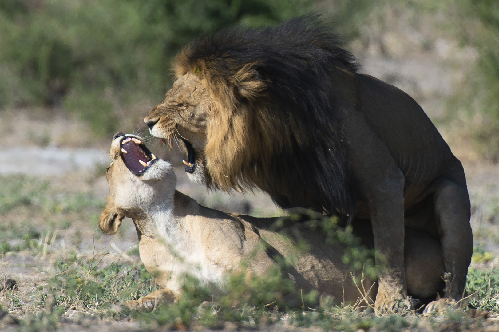 Francois Venter Mating Lions