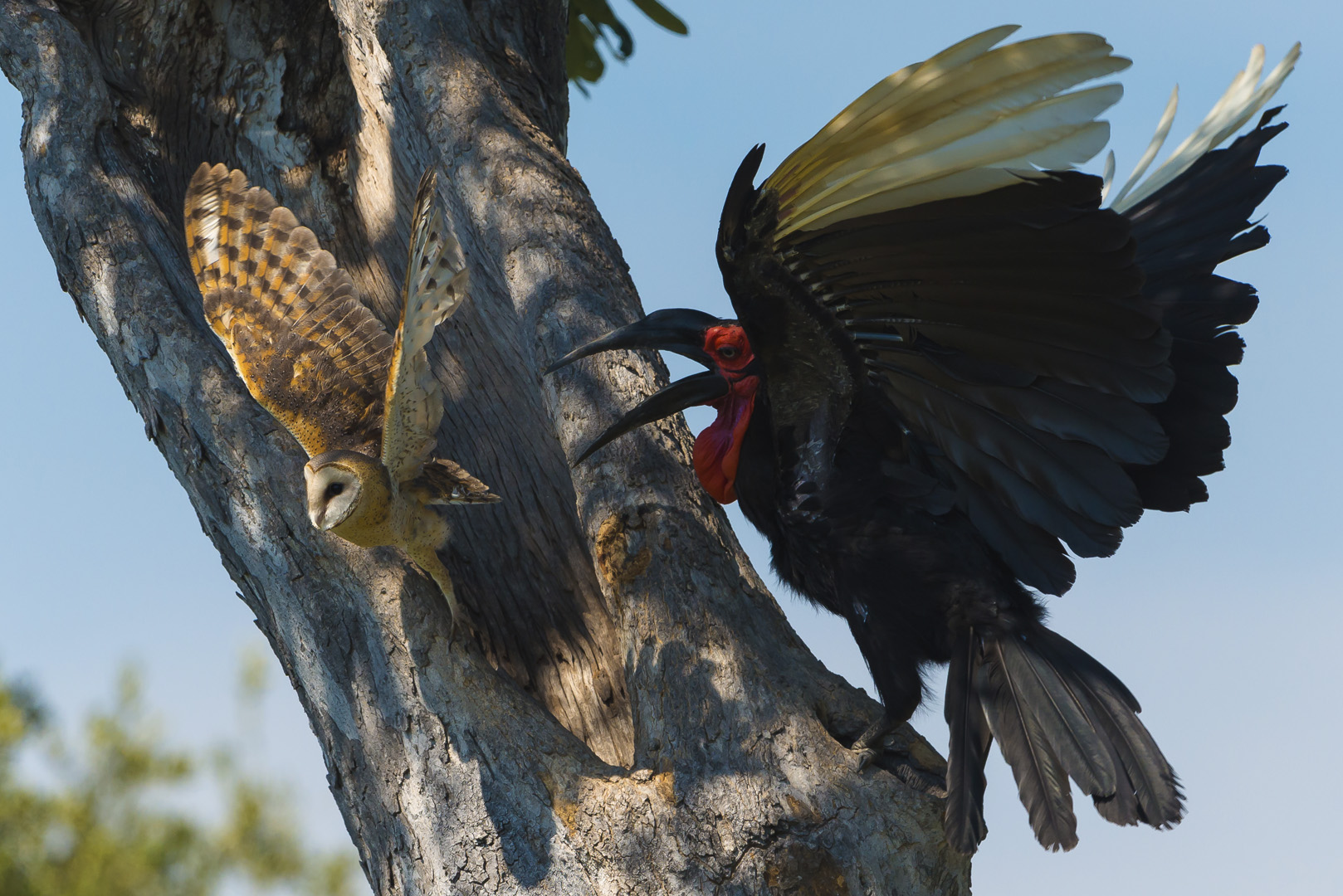 Francois Venter Owl for Dinner