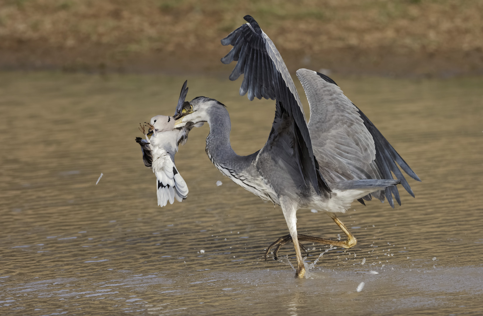 -Willem Kruger Heron dove neck