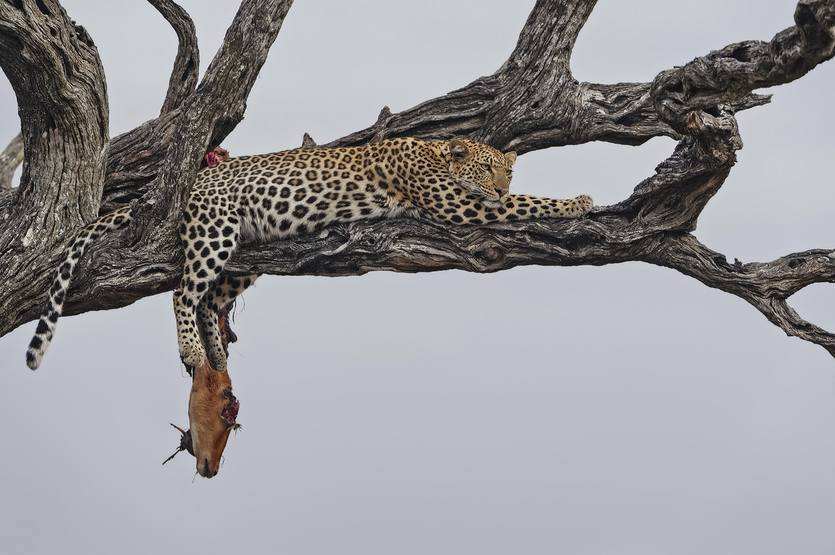 -Willem Kruger Leopard head kill